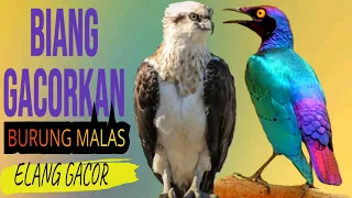 Download BIANG Gacor Emosikan Burung Malas Bunyi|Elang Gacor MP3