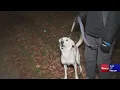 Hartford s considering ordinance to limit number of pets