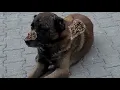 Removing Monster Mango worms From Helpless Dog Animal Rescue
