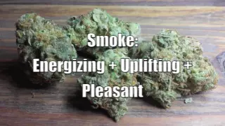 Sour Jack Review Weed Cannabis Sativa Strain