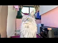 Lagu How I Trained My Cat to Always Return to the Van — Van Life With a Maine Coon