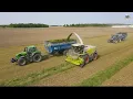 Merging Chopping Tritacale Alfalfa near Versailles Ohio