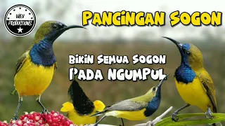 SOGON pancingan pikat bikin semua SOGON pada ngumpul nyaut bunyi gacor #pancingansogon #pikatsogon