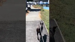 #fyp #dream #youtube #pets #doberman