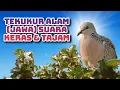 Download Lagu Tekukur Jawa suara keras \u0026 tajam #dekukur #burungdekukur