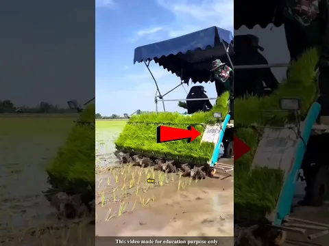 Thai farmers plant rice using modern technology |#shortvideo