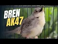 Download Lagu Masteran cigun bren panjang