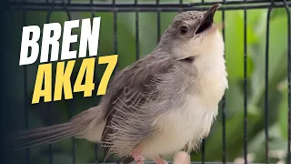 masteran cigun bren panjang