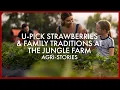 U-Pick Strawberries Family Traditions at The Jungle Farm Agri-Stories