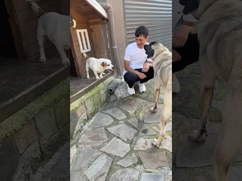 #jackrussell #kangal