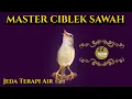 Download Lagu MASTER CIBLEK SAWAH KLIK Jeda Terapi Air AMPUH