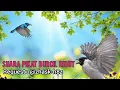 Download Lagu Suara Pikat Burcil Kombinasi  Kutilang Ribut Dan Burung Kecil Ribut Request Subscribe