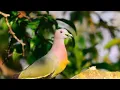 Download Lagu Suara burung punai Jawa mp3 Joss gandooss