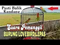Download Lagu SUARA PANGGILAN LOVEBIRD LEPAS JERNIH DAN KERAS, DIJAMIN BALIK KANDANG