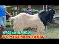 Download Lagu HERO BIN BARONGAN KAMBIMG GONDRONG DI POKEMON FARM BLITAR BARAT