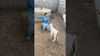 الماعز يحاول ينطح حمودي Shorts  الماعز يحاول ينطح حمودي Shorts