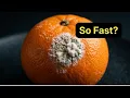 Why Your Oranges Grow White Mold So Fast