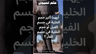 أيهما أكبر حجم الخلية في جسم الفيل أو حجم الخلية في جسم الفأر 