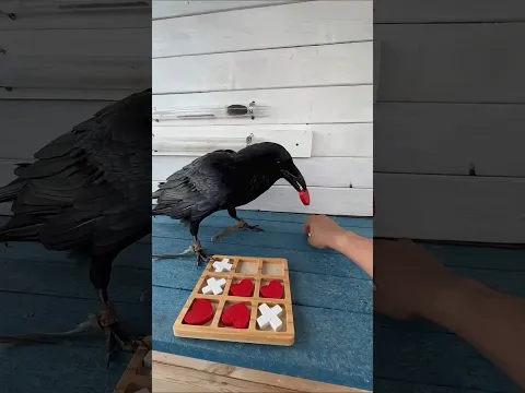 এই পাখি এত বুদ্ধিমান যে চুরি করতেও পারে! 😱🧠 | Raven Facts #shorts