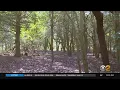 Rare Maritime Forest In Sandy Hook Threatened By Climate Change