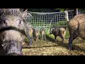 Download Lagu GIANT Boar with Huge Cutters Caught in family’s Yard. 