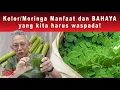 Download Lagu AWAS! KELOR/MORINGA! Manfaat Dan Bahaya Yang Kita Harus Waspada!