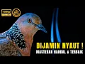 Download Lagu Suara Burung Tekukur Gacor Terbaru Paling Ampuh Untuk Pancingan Dan Pikat 100% Ampuh
