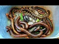 Catch Exotic Animals Giant Centipedes Scorpion Giant Millipede Crab Red Spotted Millipede