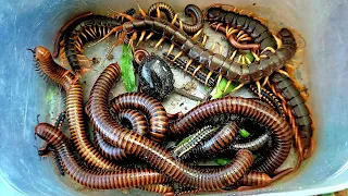 catch exotic animals giant centipedes scorpion giant millipede crab red spotted millipede 