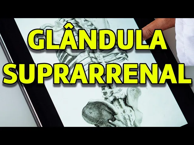 Download MP3 Hormônios da Glândula Suprarrenal