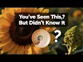 Understanding the Fibonacci Sequence in Nature