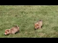 Welsh Corgi Puppies For Sale