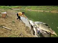 Download Lagu Fishing Skills - Single Mom Uses Traditional Fishing Techniques to Catch Giant Carp and Catfish.