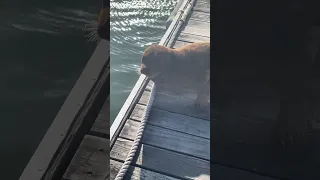 My crazy dock neighbor!! #petsofyoutube #sailing #travel #boatlife