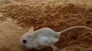 شيله الجربوع دندنها