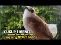 Download Lagu Trucuk BETINA memanggil Jantan Suara Birahi Ngecuplik 100% pancingan trucukan gacor agar BUNYI EMOSI