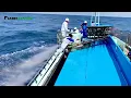Download Lagu Amazing Tuna Fishing Technique - Fresh Catch Processing Technology
