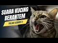 Download Lagu Suara Kucing Berantem || Auto Paling Seram