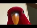red bird meme