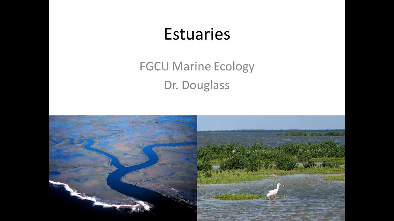 Marine Ecology Lecture: Estuaries