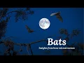 Bats Insights from bone microstructure