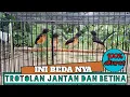 Download Lagu CARA MEMBEDAKAN TROTOLAN JANTAN DAN BETINA / GAMBLINGAN.