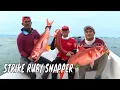 Download Lagu Battle Fishing Ruby Snapper di Laut Sabang | MANCING MANIA STRIKE BACK (12/01/25) Part 1