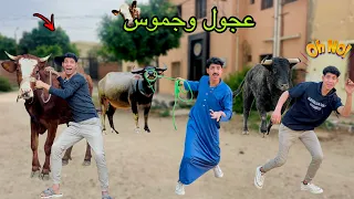 لما ابوك يشتغل في مزرعة عجول وجموس مفترسه     علاء حسين  دندنها