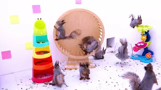 Funny Moments of Animals Eating & Their Authentic Nature Sounds