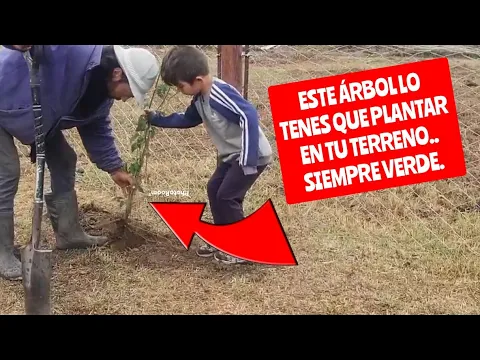 Download MP3 TENES QUE CONOCER ESTE ARBOL, SIEMPRE VERDE..UN ARBOL DE CUALQUIER TEMPORADA..