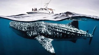 RACING EXTINCTION : le film documentaire CHOC