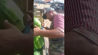 حيرفي في البطيخ 