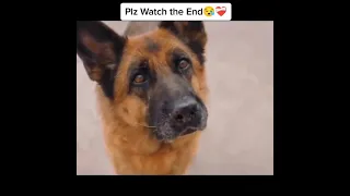 وفاء الكلاب اقوى من وفاء البشر 