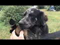 Breeding tie of two dogs mating